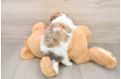 Hypoallergenic Shitzu Designer Puppy