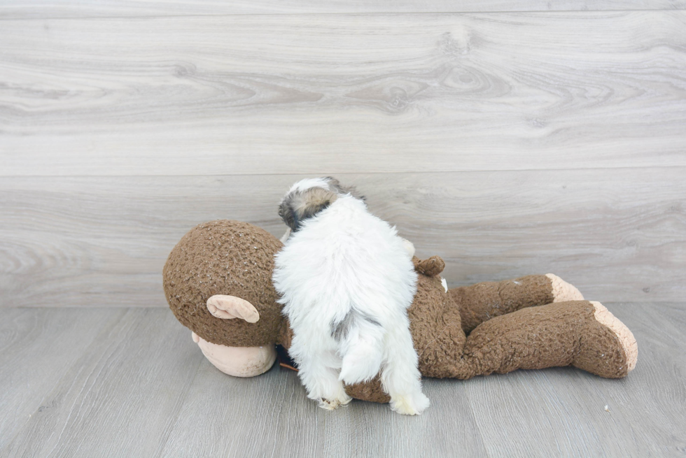 Funny Teddy Bear Designer Pup