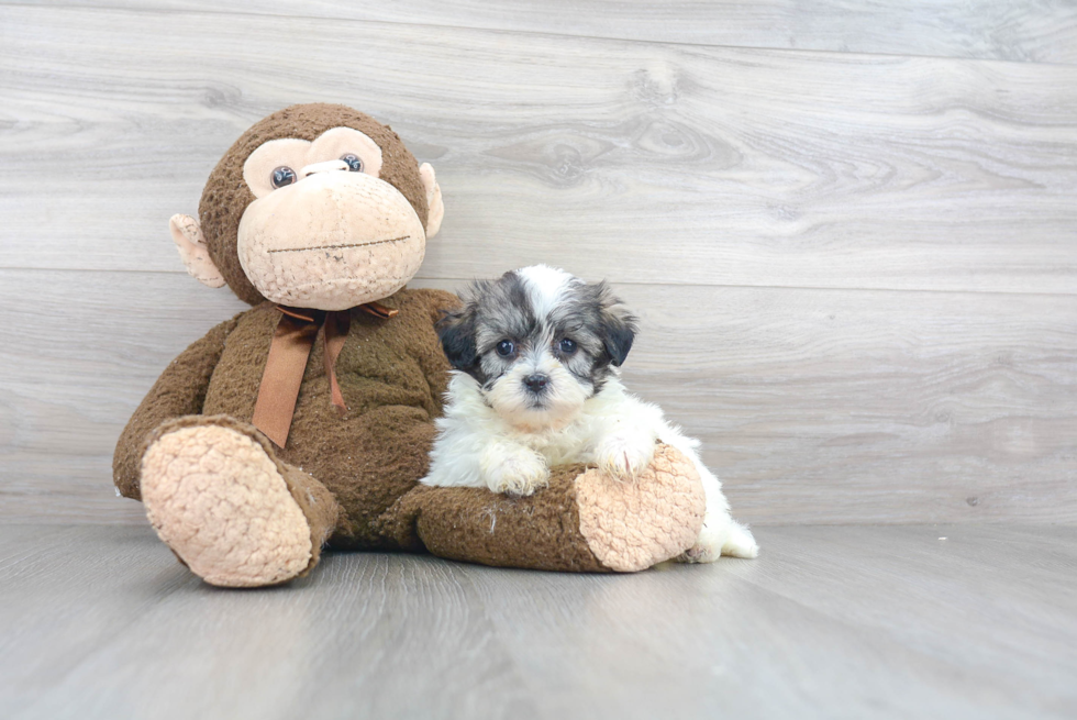 Fluffy Teddy Bear Designer Pup