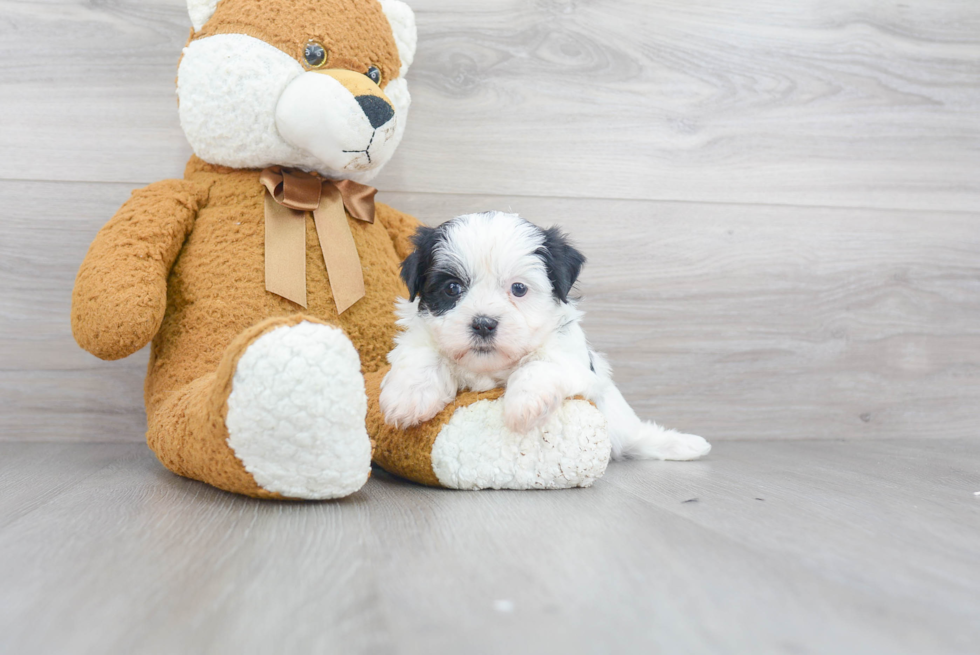 Cute Teddy Bear Baby