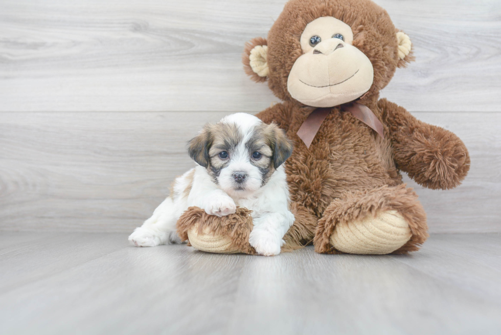 Energetic Shichon Designer Puppy