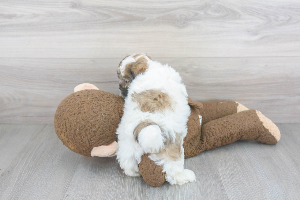 Funny Teddy Bear Designer Pup