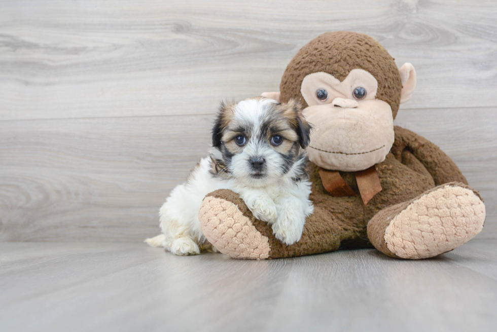 Popular Teddy Bear Designer Pup