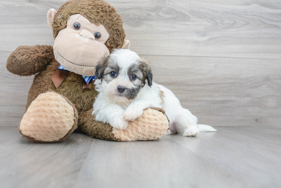 Popular Teddy Bear Designer Pup