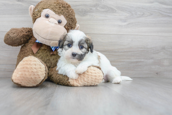 Popular Teddy Bear Designer Pup