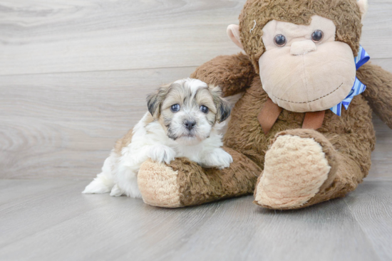 Teddy Bear Pup Being Cute