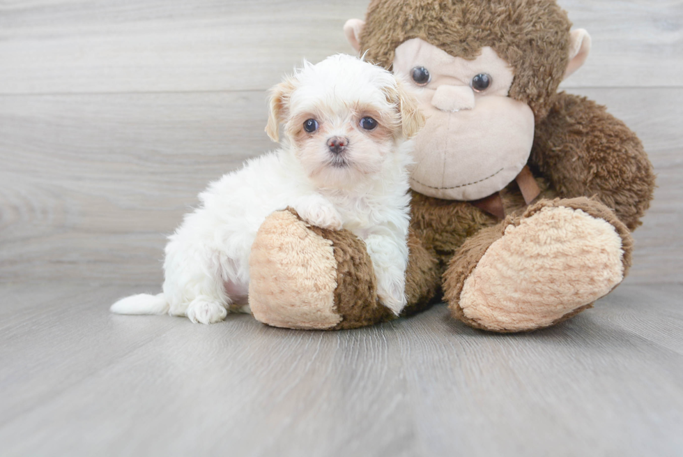 Cute Teddy Bear Designer Pup