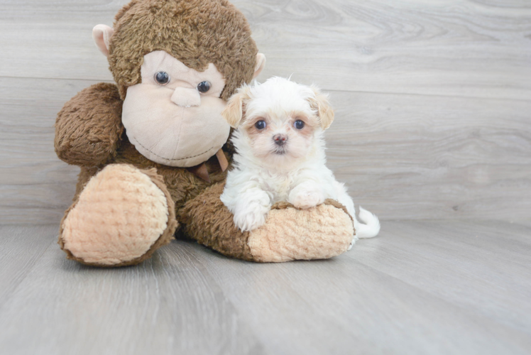 Cute Teddy Bear Designer Pup