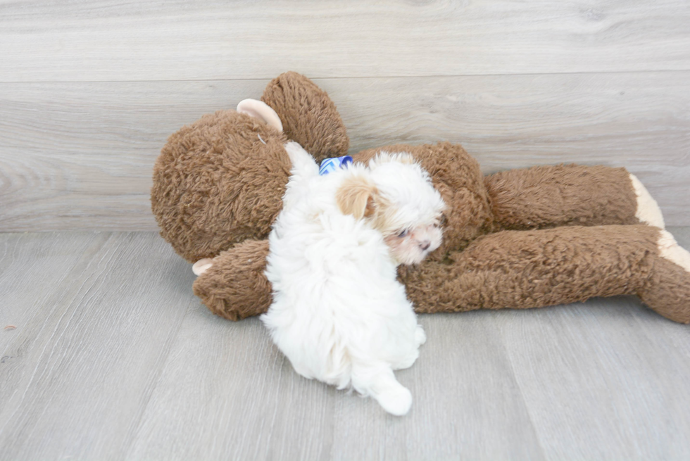 Cute Teddy Bear Baby