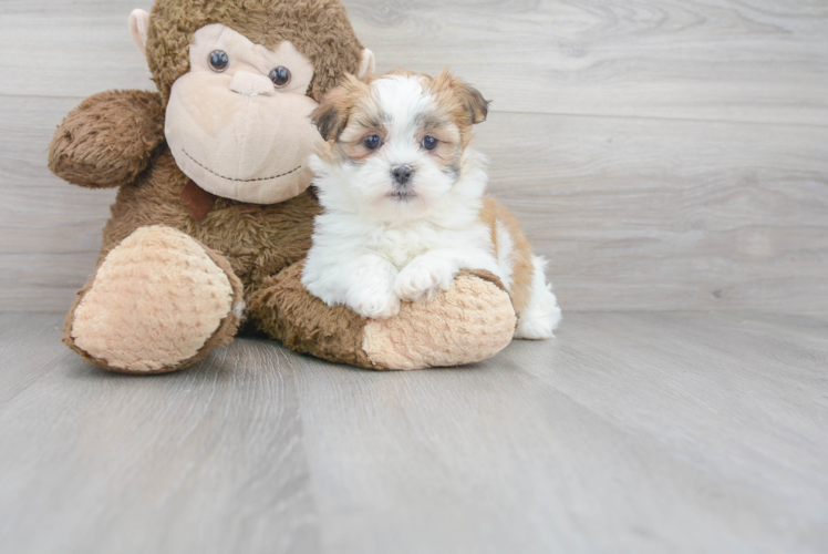 Teddy Bear Pup Being Cute