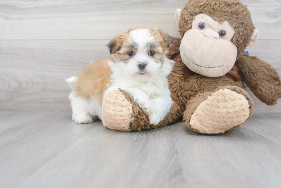 Cute Shi Chon Designer Puppy