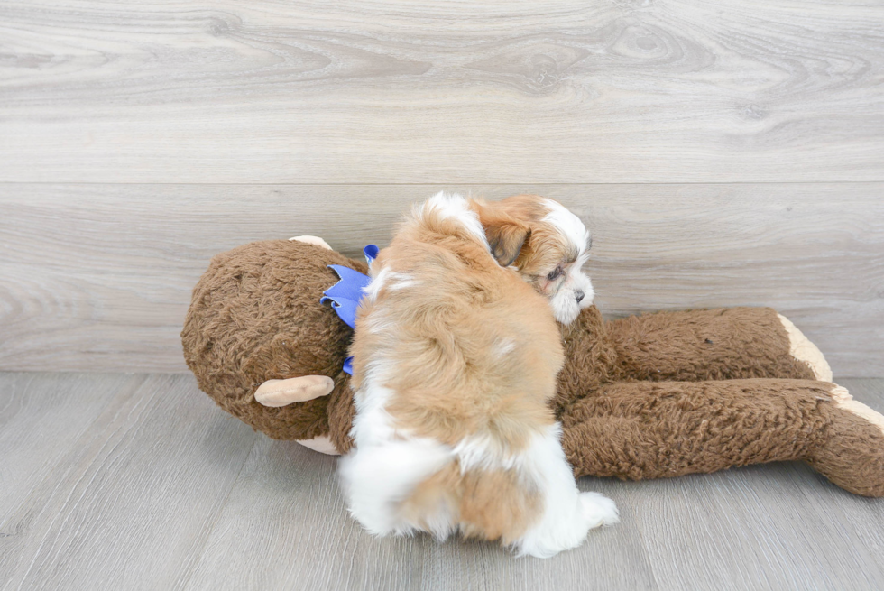 Cute Shitzu Designer Puppy