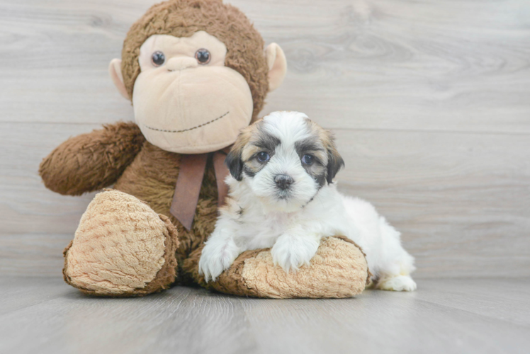 Little Shi Chon Designer Puppy