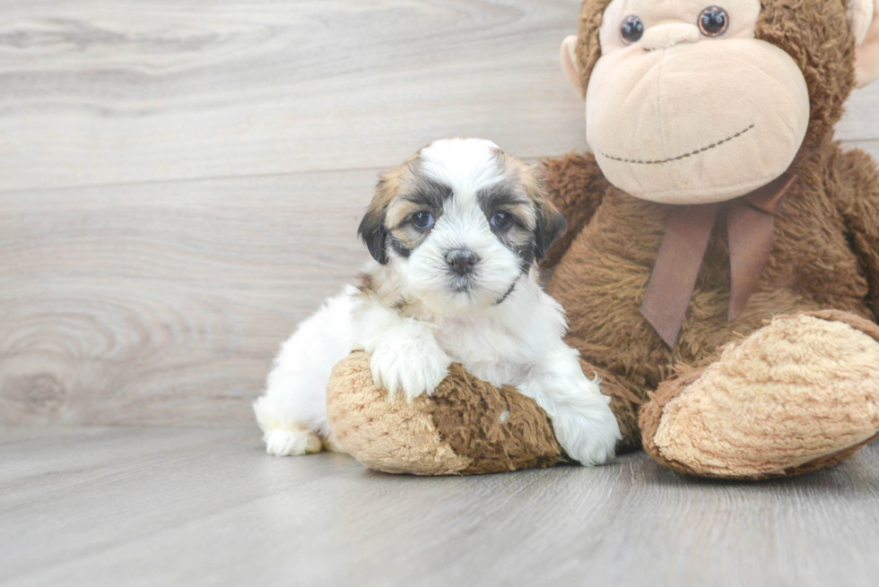 Energetic Shit Designer Puppy