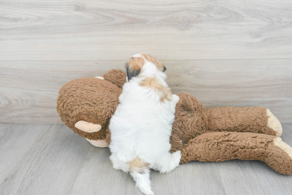 Sweet Teddy Bear Baby
