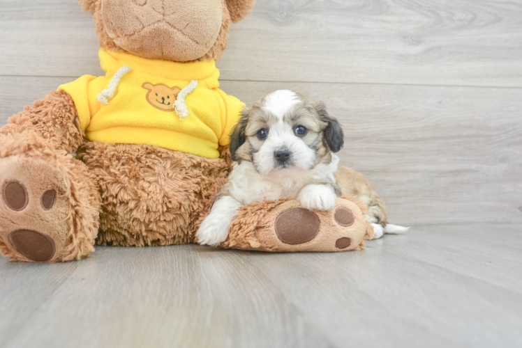 Teddy Bear Puppy for Adoption