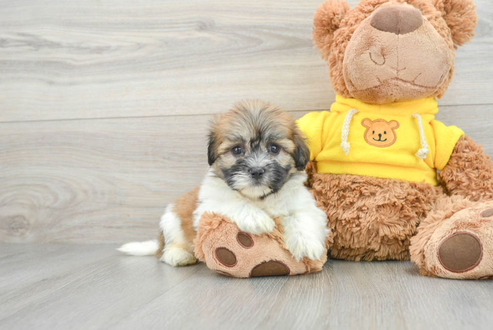 Teddy Bear Pup Being Cute