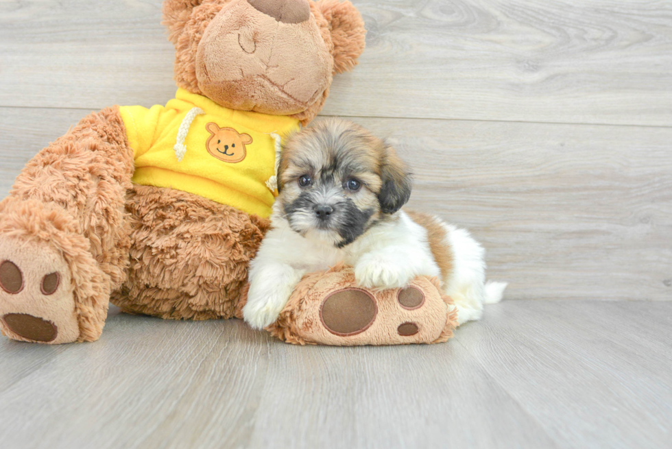 Funny Teddy Bear Designer Pup