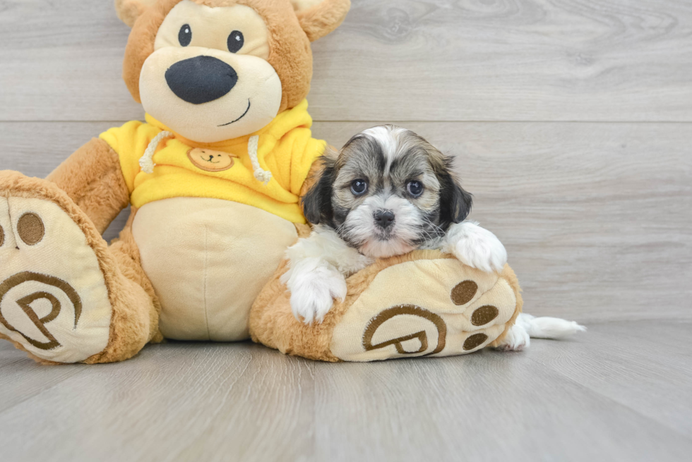 Teddy Bear Pup Being Cute