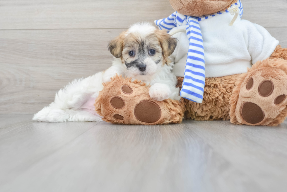 Teddy Bear Pup Being Cute