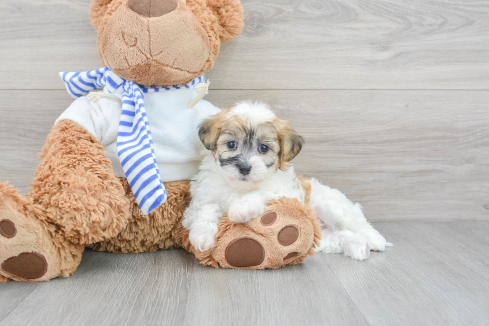 Popular Teddy Bear Designer Pup