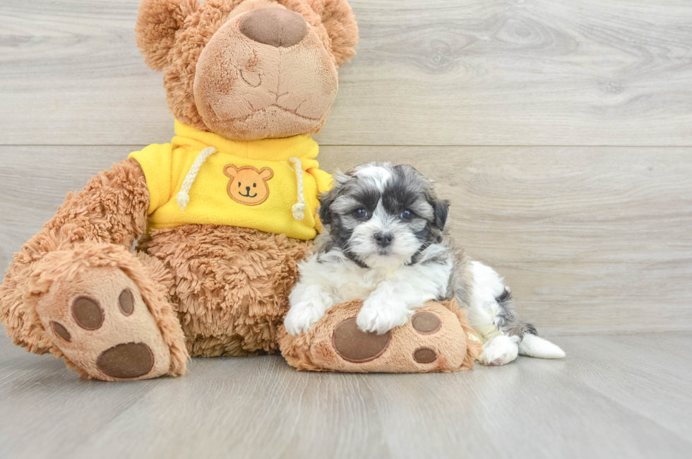 5 week old Teddy Bear Puppy For Sale - Premier Pups