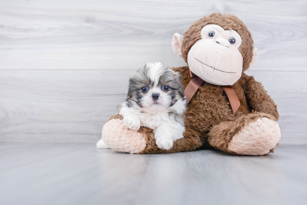 Fluffy Teddy Bear Designer Pup