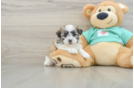 Teddy Bear Puppy for Adoption