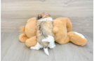 Teddy Bear Pup Being Cute