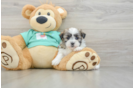 Teddy Bear Puppy for Adoption