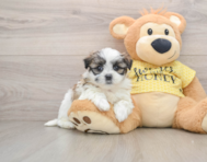 5 week old Teddy Bear Puppy For Sale - Premier Pups