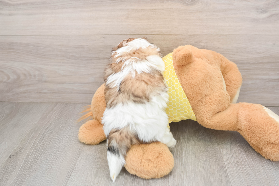 Best Teddy Bear Baby