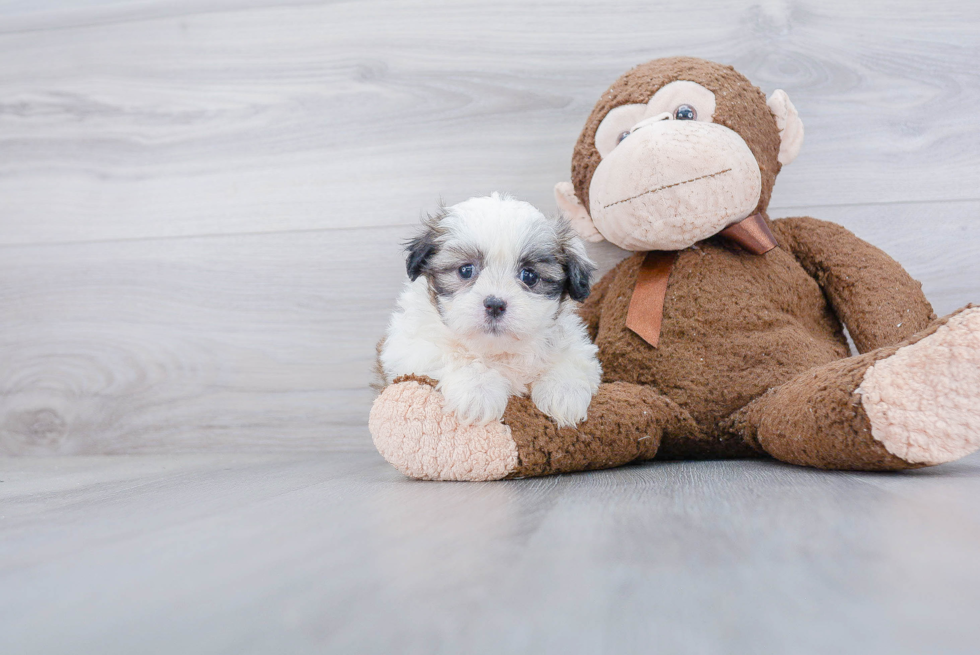 Happy Teddy Bear Baby