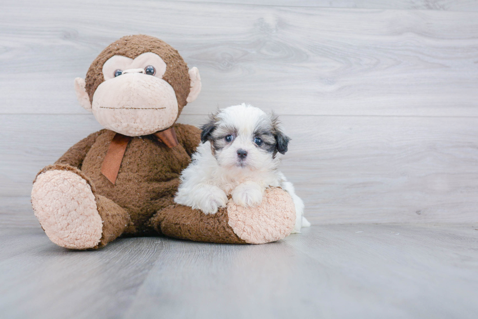 Friendly Teddy Bear Baby