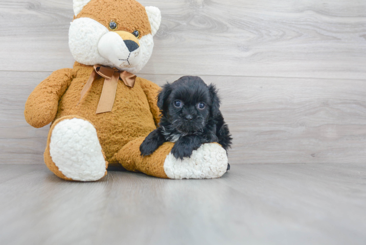 Teddy Bear Puppy for Adoption