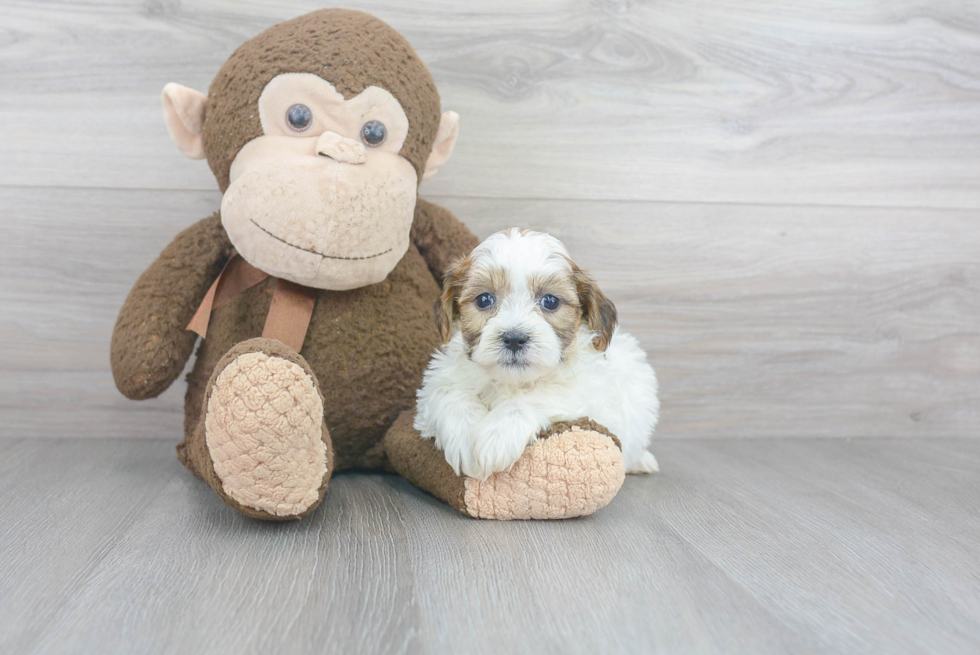 Fluffy Teddy Bear Designer Pup