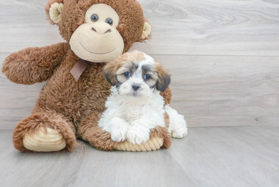 Fluffy Teddy Bear Designer Pup