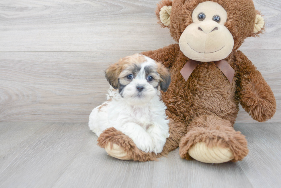 Teddy Bear Pup Being Cute