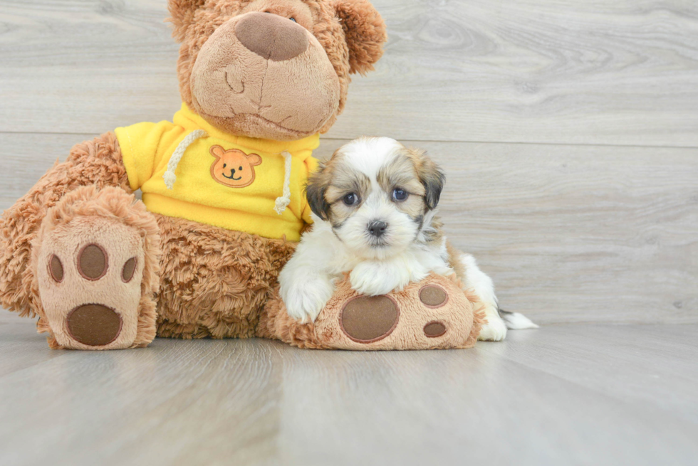 Teddy Bear Puppy for Adoption