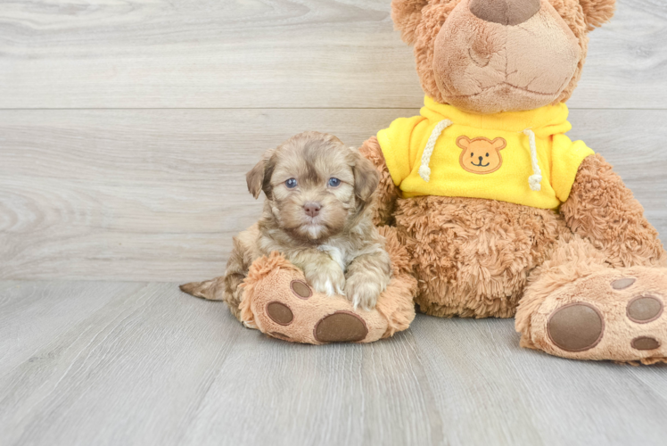 Sweet Teddy Bear Baby