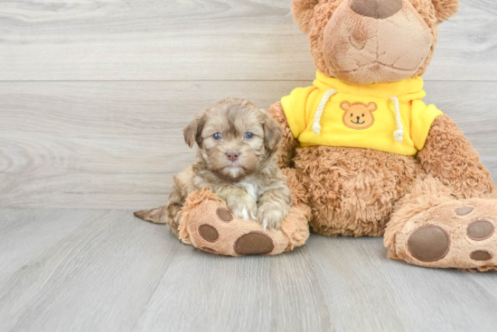 Sweet Teddy Bear Baby