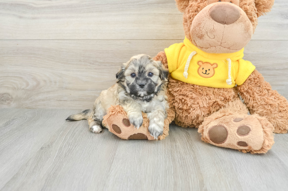 5 week old Teddy Bear Puppy For Sale - Premier Pups