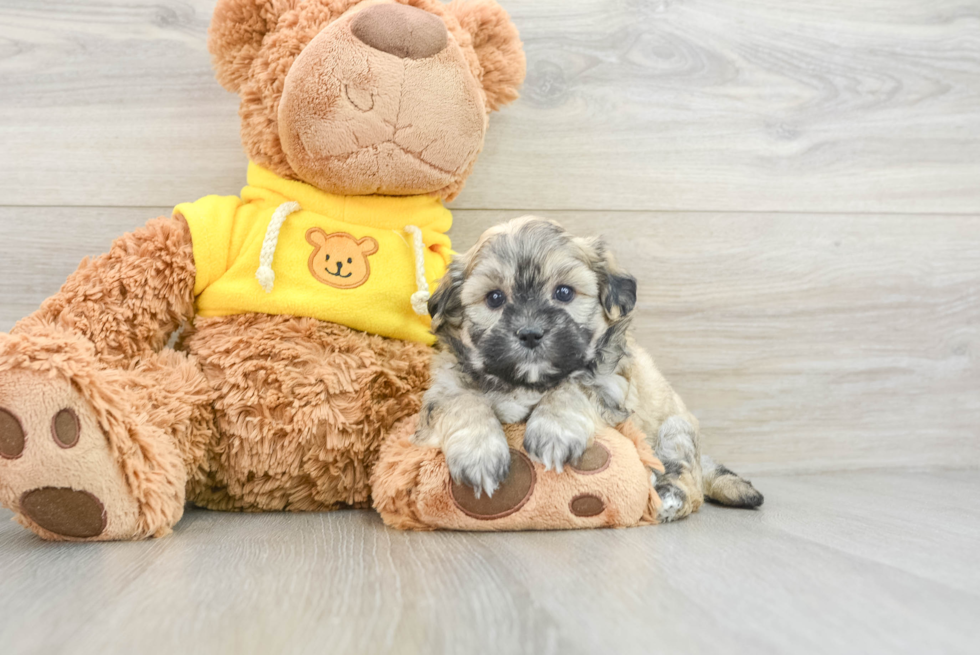 Teddy Bear Pup Being Cute