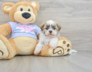 8 week old Teddy Bear Puppy For Sale - Premier Pups