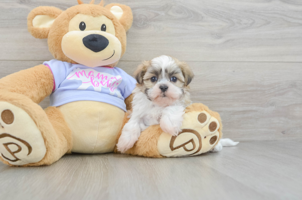 5 week old Teddy Bear Puppy For Sale - Premier Pups