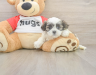 6 week old Teddy Bear Puppy For Sale - Premier Pups
