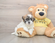 5 week old Teddy Bear Puppy For Sale - Premier Pups