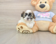 8 week old Teddy Bear Puppy For Sale - Premier Pups