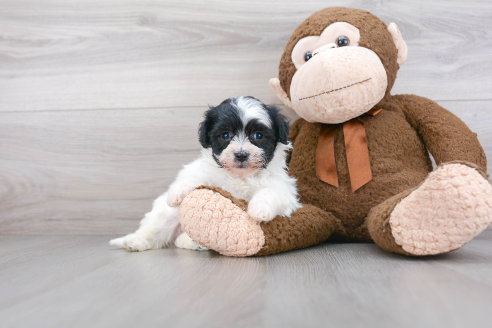 Adorable Shichon Designer Puppy