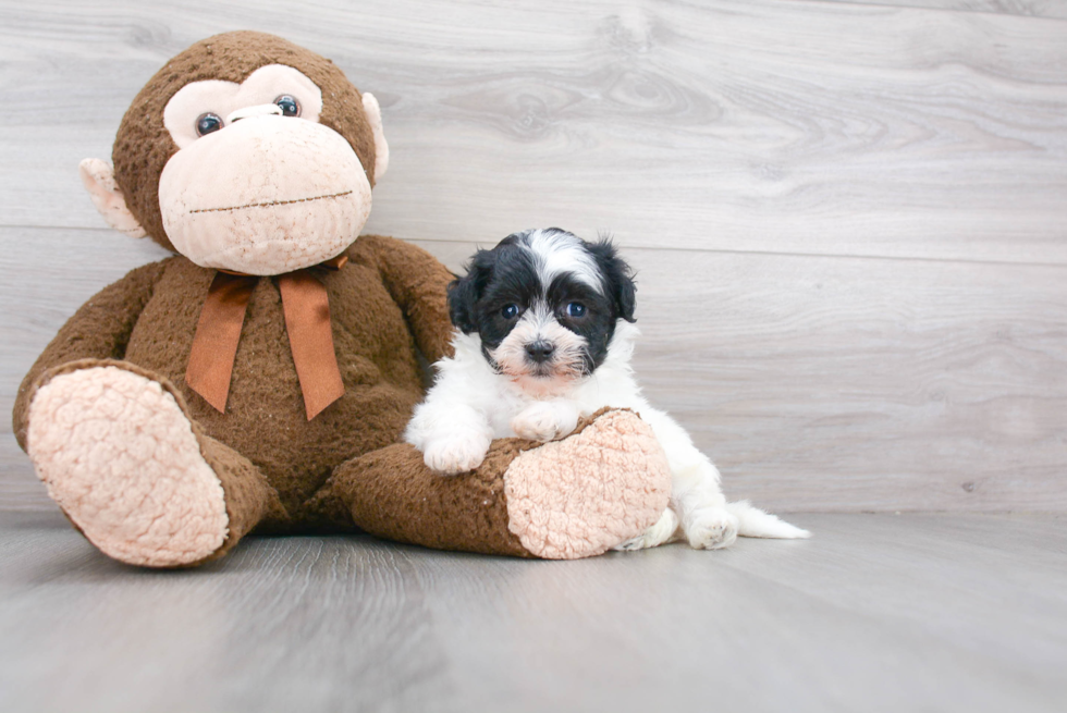 Popular Teddy Bear Designer Pup